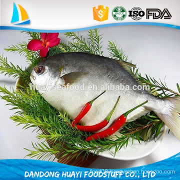 Frozen Pomfret Fish on Sale